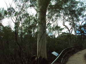 random gum tree