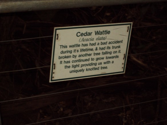 Sign explaining why tree is knotted