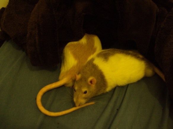 Bentley giving the stink-eye