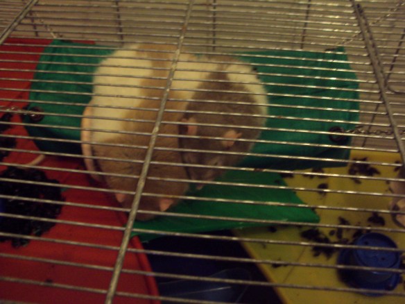 That's not how hammock works